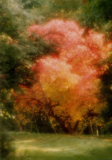 Autumn%20Tree.JPG