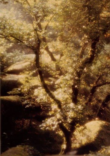 Magic%20Forest.JPG